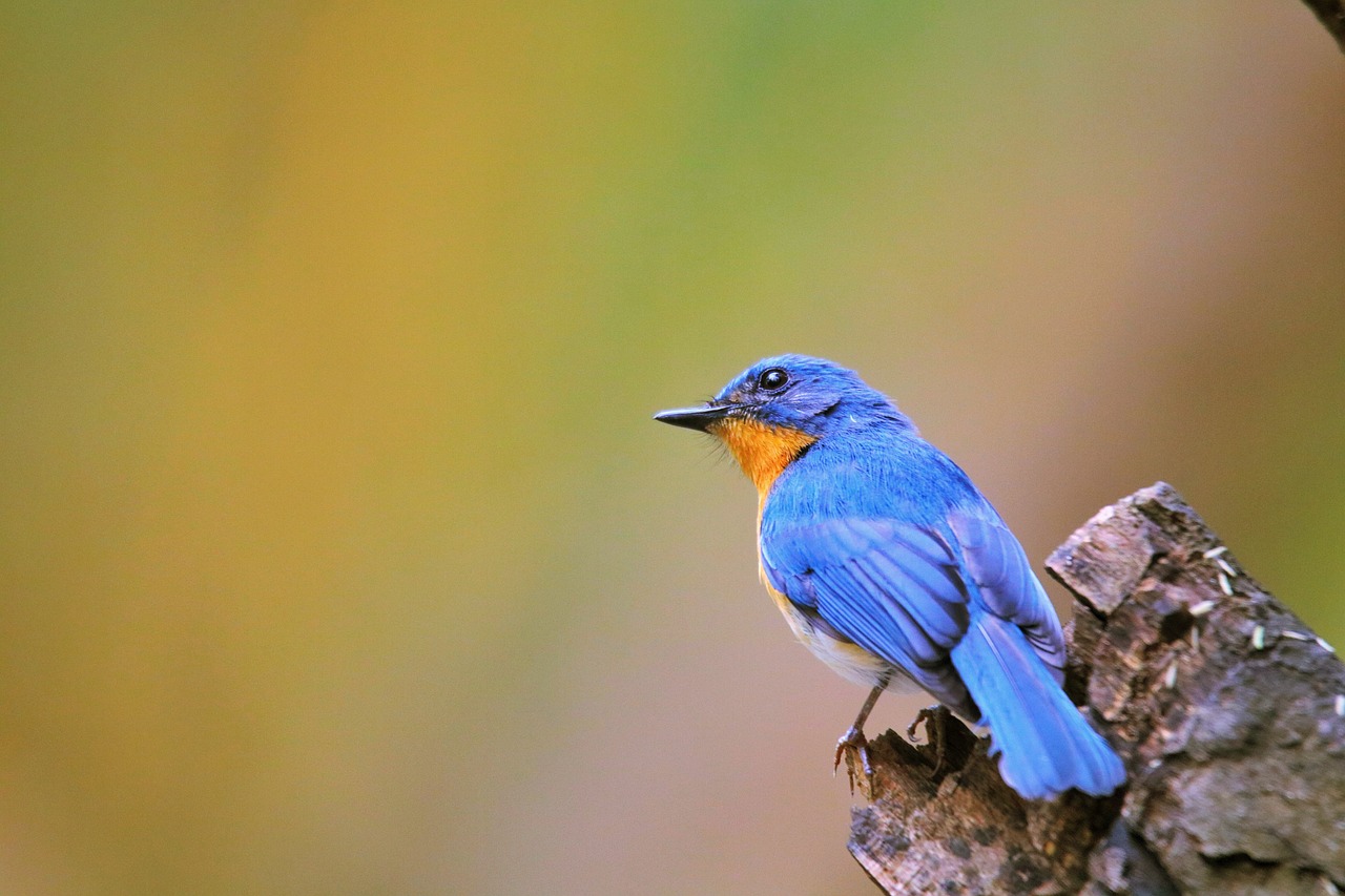 Birds in Peril: Threats to Avian Biodiversity